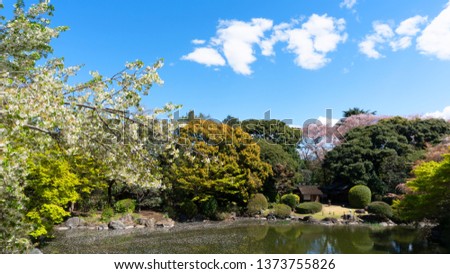 Sakura by a pond in Tokyo
