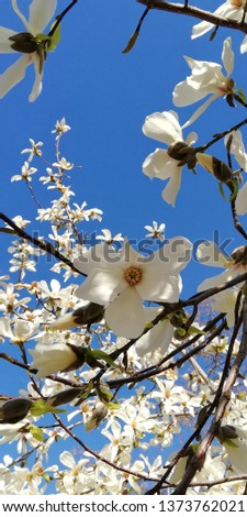 Landscape with blooming magnolia. A branch with beautiful white magnolia flowers against a blue sky and white clouds