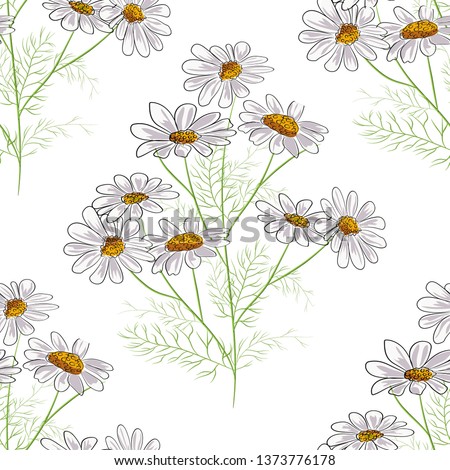 Vector floral seamless pattern with summer yellow herbs and chamomile camomile flowers. Black background
