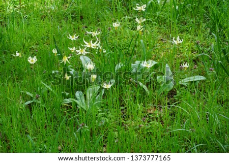 Fawn Lilies gently swaying in the breeze at Bush Pasture Park in Salem, Oregon. Picture taken April 18, 2019.
Also known as Trout Lily, Dog Tooth Violet and Adder's Tongue, Erythronium oregonum.