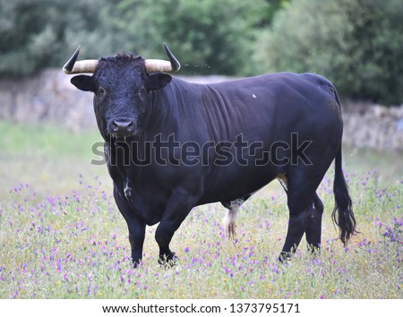 Bull in spain in the green field Royalty-Free Stock Photo #1373795171