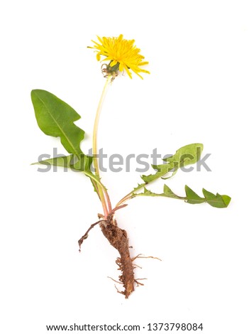 Dandelion Plant isolated on a White Background