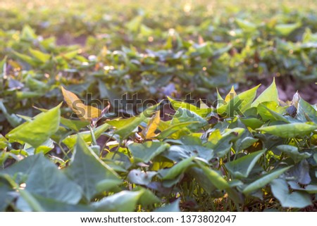 Close-up pictures of many sweet potato leaves, backlit, growing on an afternoon mound in a garden.