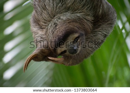 Three toad sloth smilingm and hanging from a palm showing his claws.