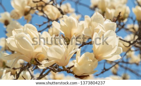 Beautiful magnolia tree in spring