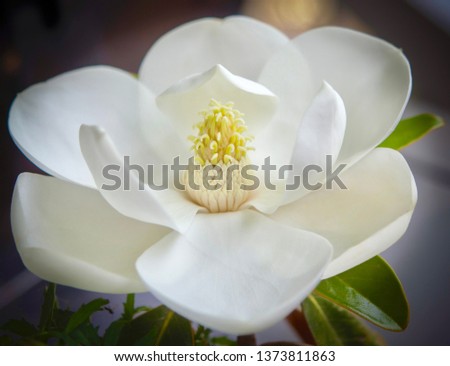 White Magnolia Bloom