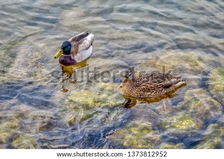 A pair of mallard ducks on lake Zurich