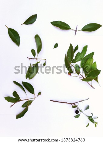 Santalum album Isolated - Leaves Twigs Fruits with White Background