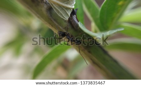 Group of Black Plant Ants on Stem with Green Leaf Background