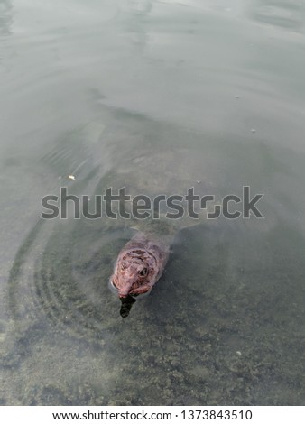 Turtle approaching from the water, Florida