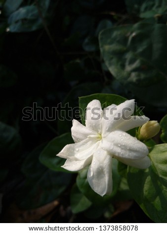 Jasmine flower after rain