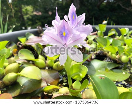Purple lotus in the basin
