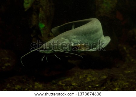 Wels catfish, sheatfish (Silurus glanis), Royalty-Free Stock Photo #1373874608
