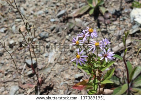 Purple flowers growing beside a hiking trailing in British Columbia, Canada.