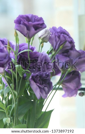 Beautiful violet flower picture with background