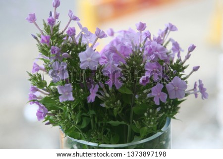 Beautiful violet flower picture with background