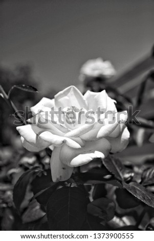 Blooming rose petals in the garden. Edited in monochrome.
