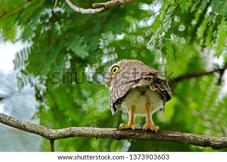 Spotted Owlet in nature