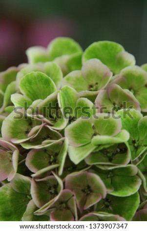 The background of the beautiful, cute picture of Hydrangea