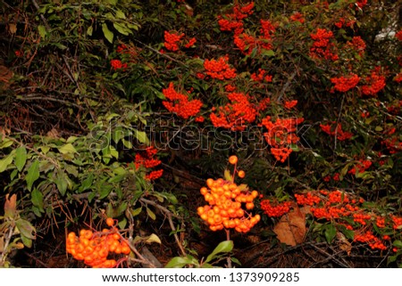 A landscape of bundle of orange berries hanging from a tree branch, surrounded by leaves and a depth of field.