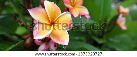 beautiful frangipani perfume flower with water rain drop on petal in rainy morning day