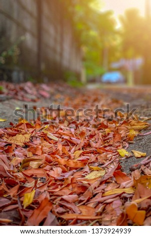 Leaves fall in sunset