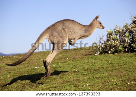 Australian grey kangaroo hopping against blue sky and ocean views
