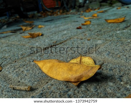 Autumn leaves in summer
