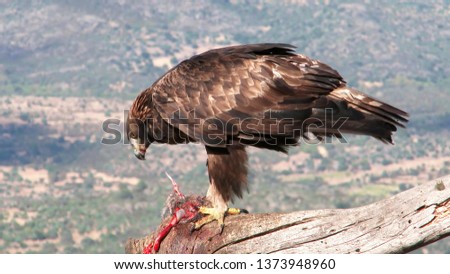 Eagle tearing prey
