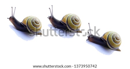 A caravan of three snails