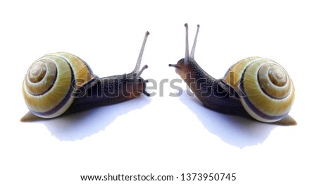 The meeting of two snails
