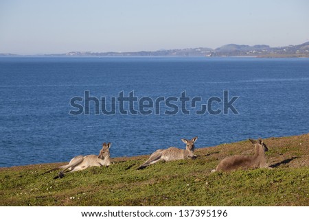 Australian grey kangaroo laying down against blue sky and ocean views