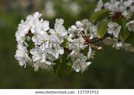 blossoming cherry detail