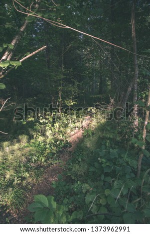 tourist hiking trail track in green summer forest with dark ground and green foliage under sunlight and harsh shadows - vintage retro film look