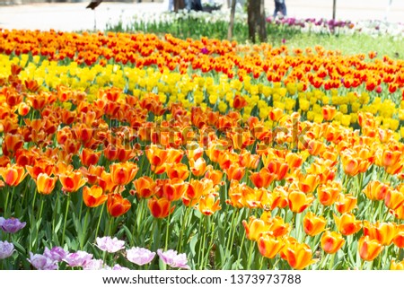 Yokohama park blooming of tulips