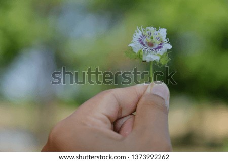flower in blooming