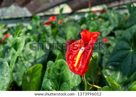 Beautiful red Anthurium flower with green leaves in the flower garden.Originating from Hawaii, a colorful tropical flower  interesting characteristics, showing the meaning of hospitality.