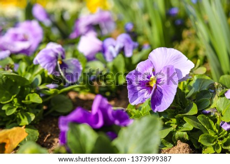 Pansy flowers on spring time