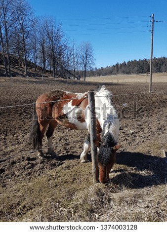 Horse farm in public park