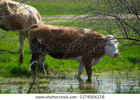 The cow is standing in the water
