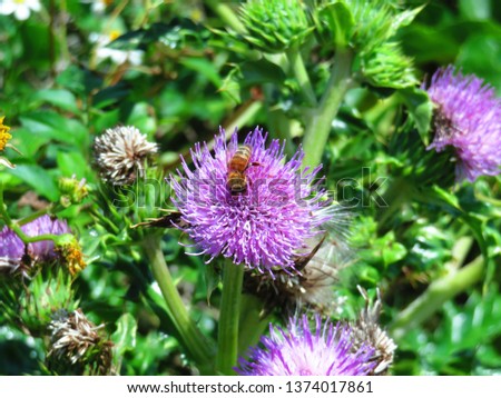 Honey bee on thistle flower