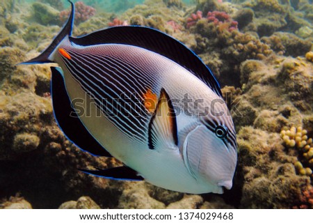 Swimming Sohal surgeonfish (Acanthurus sohal) and coral reef. Detail of tropical fish, underwater photography. Picture from scuba diving on the reef.