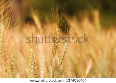 Barley Field in Sunset
