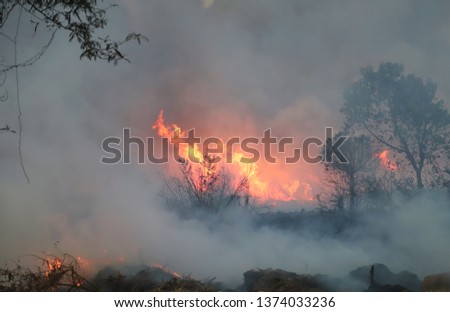 Forest fire with heavy smoke foreground in tropical forest in the evening. Cause of deforestation in developing country. Image Royalty-Free Stock Photo #1374033236