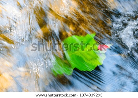 Background Leaves in the Waterfall