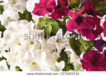 Mixed petunia flowers. Petunias in Floral Detail Background Image. Beautiful petunia flowers wallpaper