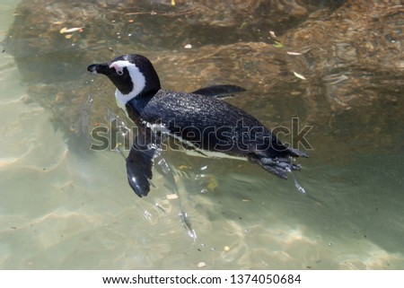 African penguin bolder beach cape town south  africa 