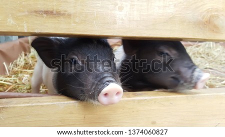 Close up face of pig