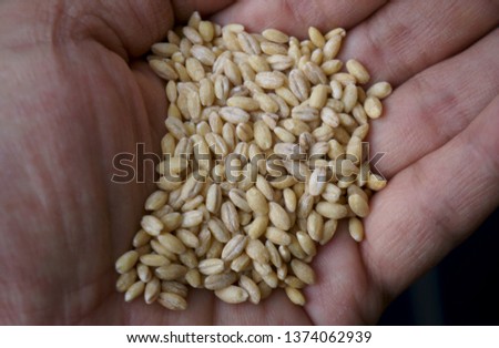 Barley in hand.
