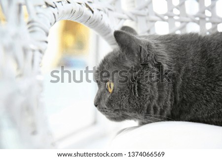 Cute funny cat in wicker armchair at home
